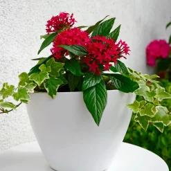 Pentas rouge - Fleurs rouges tout l'été