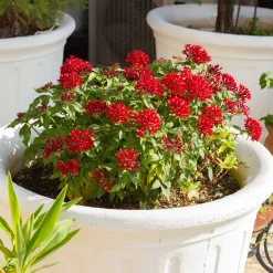 Pentas rouge - Fleurs rouges tout l'été