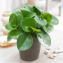 Peperomia Green - La verdure sans effort
