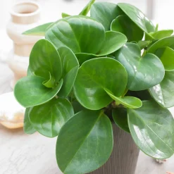 Peperomia Green - La verdure sans effort