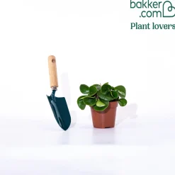 Peperomia Green - La verdure sans effort