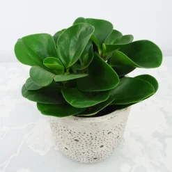 Peperomia Green - La verdure sans effort