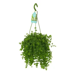 Peperomia 'Isabelle' - Plante suspendue - La cascade verte facile