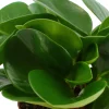 Peperomia obtusifolia - Déco verte sans effort