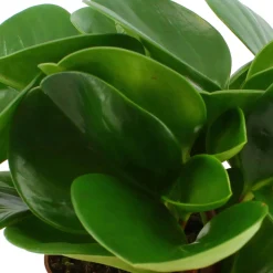 Peperomia obtusifolia - Déco verte sans effort
