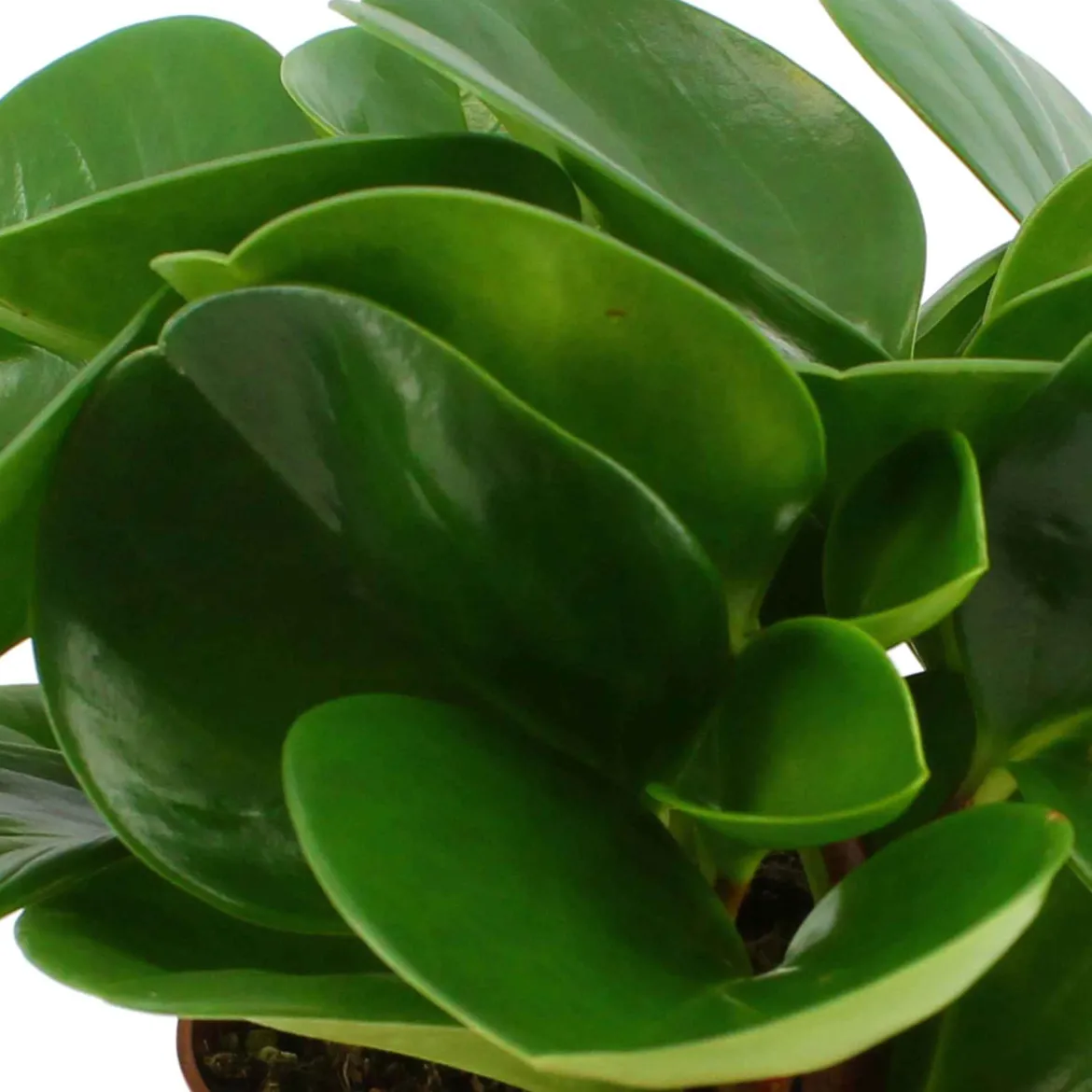 Peperomia obtusifolia - Déco verte sans effort