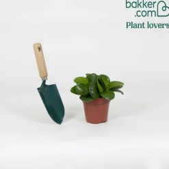 Peperomia obtusifolia - Déco verte sans effort