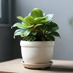 Peperomia obtusifolia - Déco verte sans effort