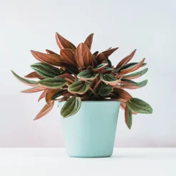 Peperomia Rosso - Feuillage bicolore effet velours