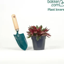 Peperomia Rosso - Feuillage bicolore effet velours