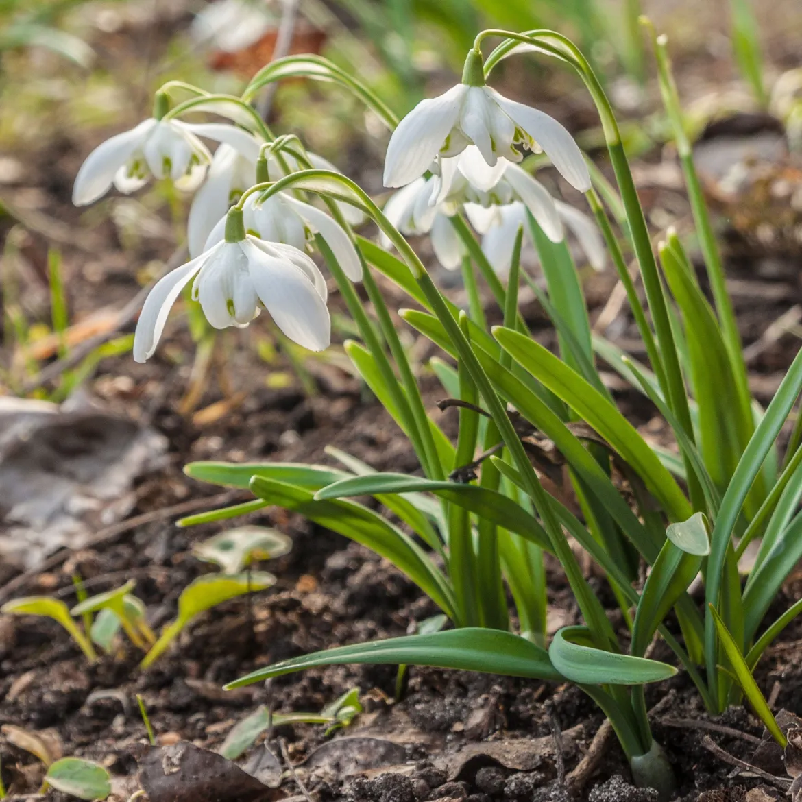 10 Perce-neige double - La 1re fleur de l'année