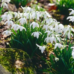 10 Perce-neige double - La 1re fleur de l'année