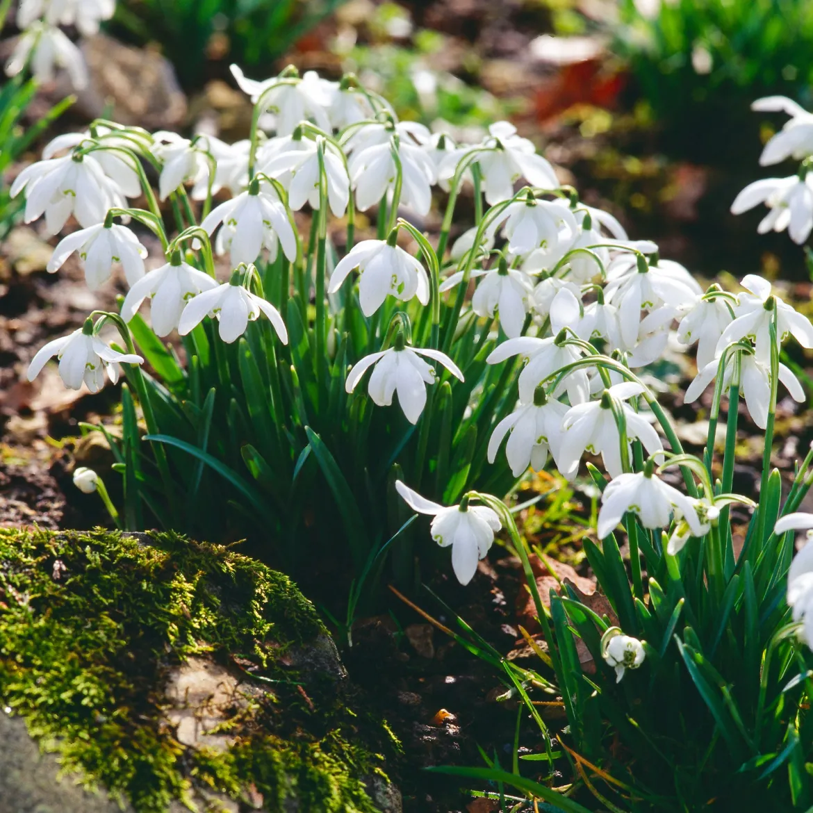 10 Perce-neige double - La 1re fleur de l'année