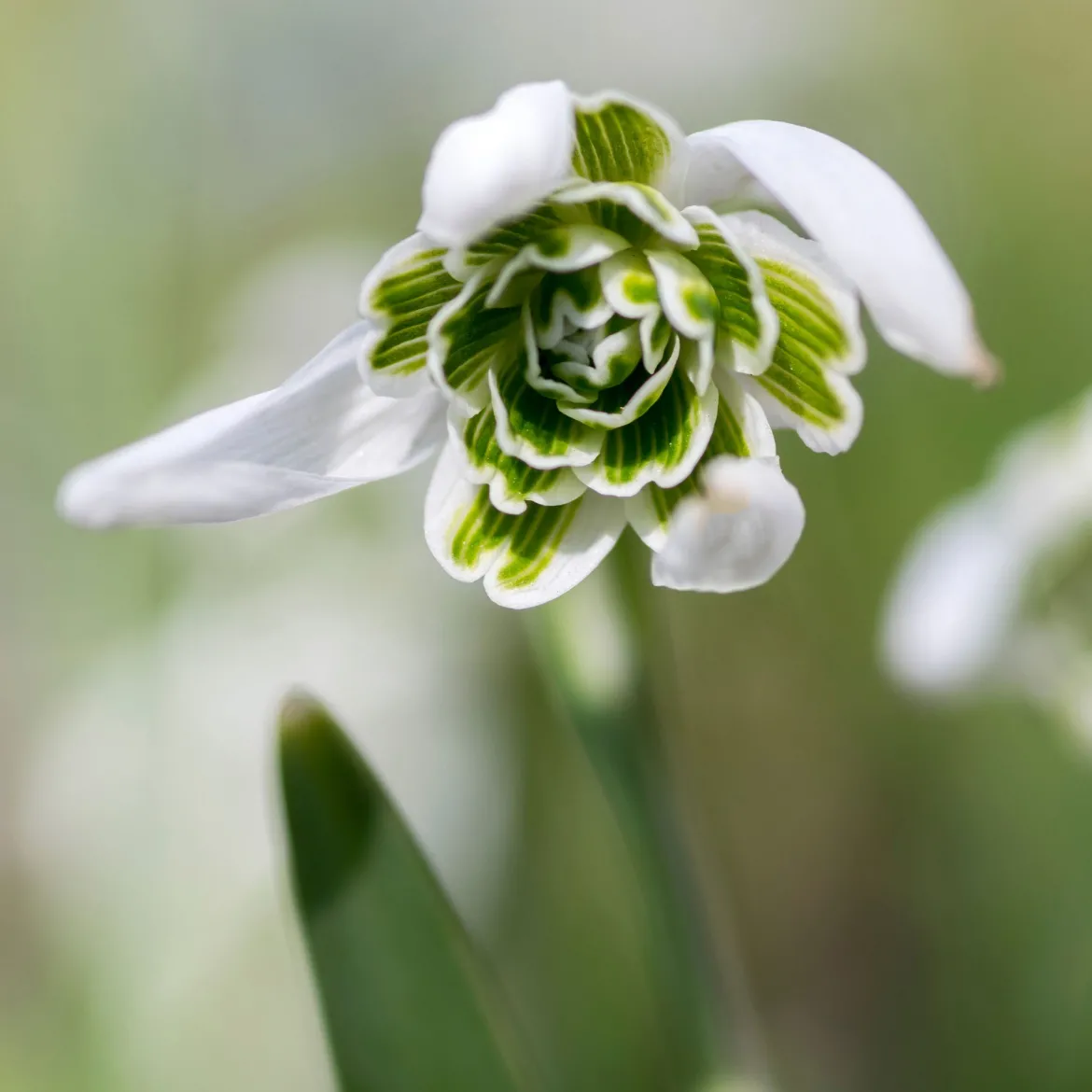 10 Perce-neige double - La 1re fleur de l'année