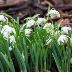 10 Perce-neige double - La 1re fleur de l'année