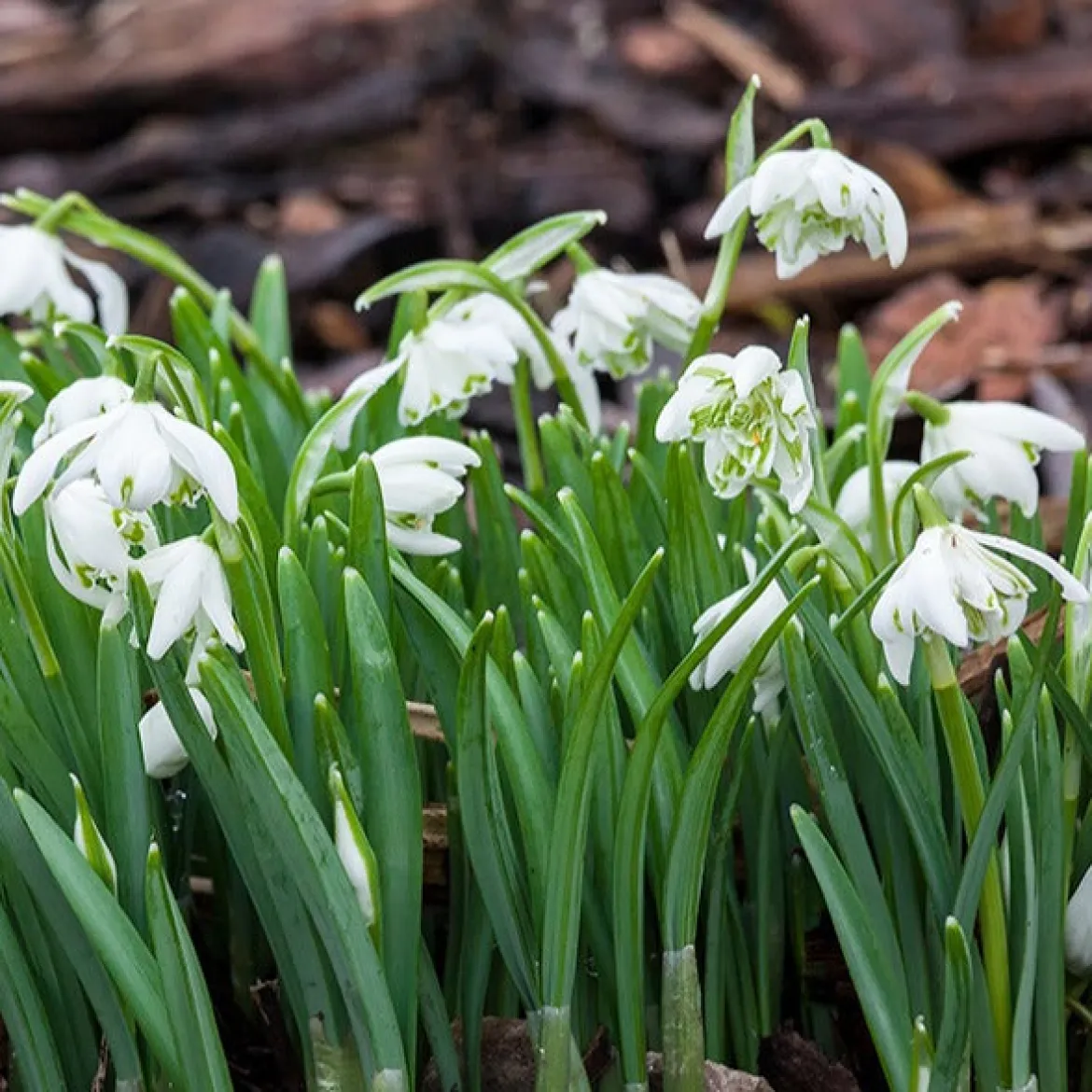 10 Perce-neige double - La 1re fleur de l'année