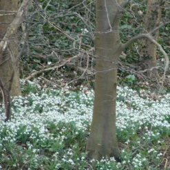 25 Perce-neige simples - Les premières fleurs de l'année