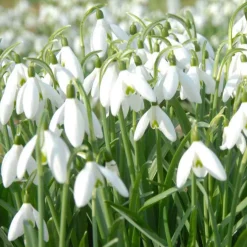 25 Perce-neige simples - Les premières fleurs de l'année