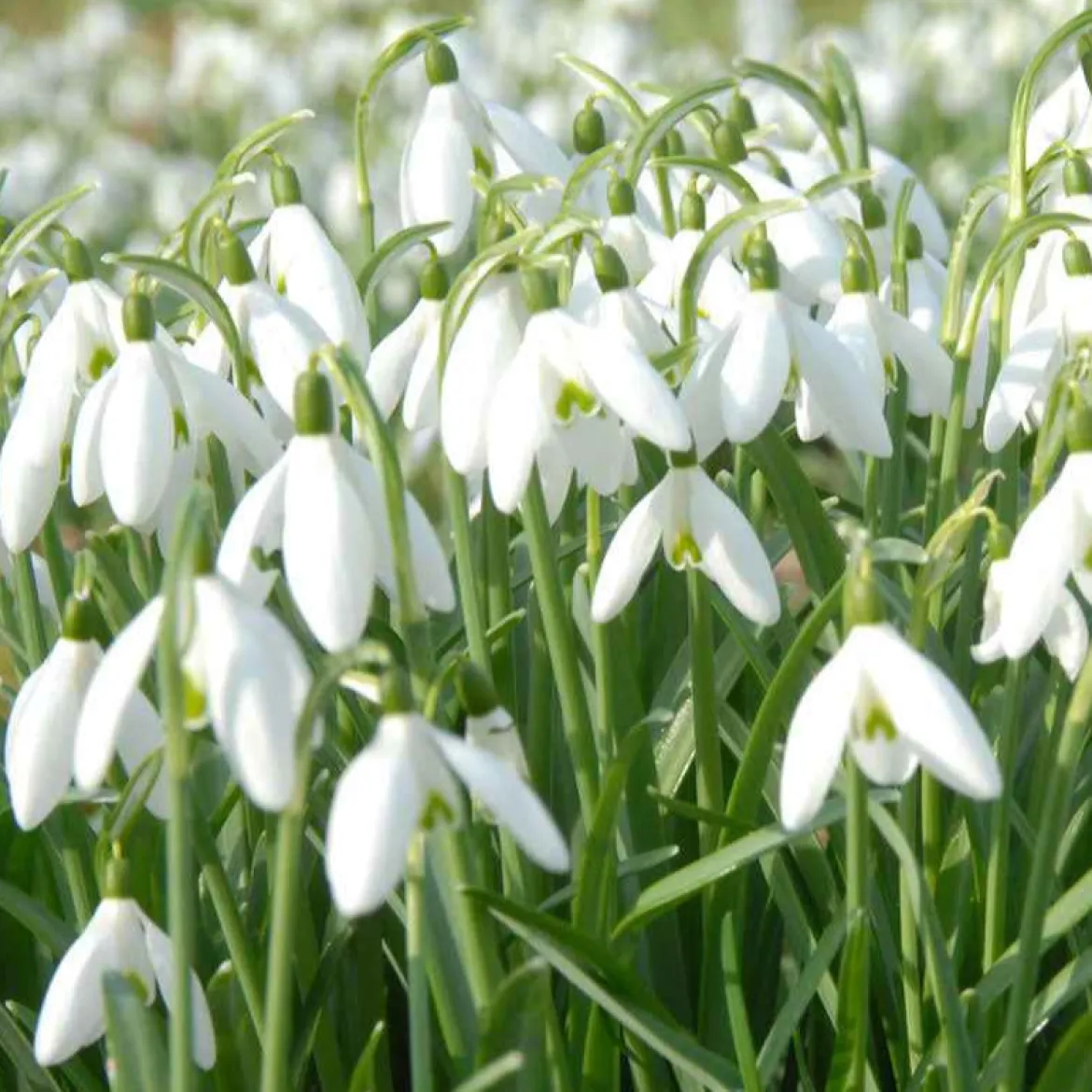 25 Perce-neige simples - Les premières fleurs de l'année