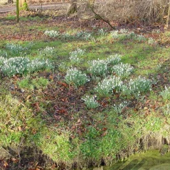 25 Perce-neige simples - Les premières fleurs de l'année