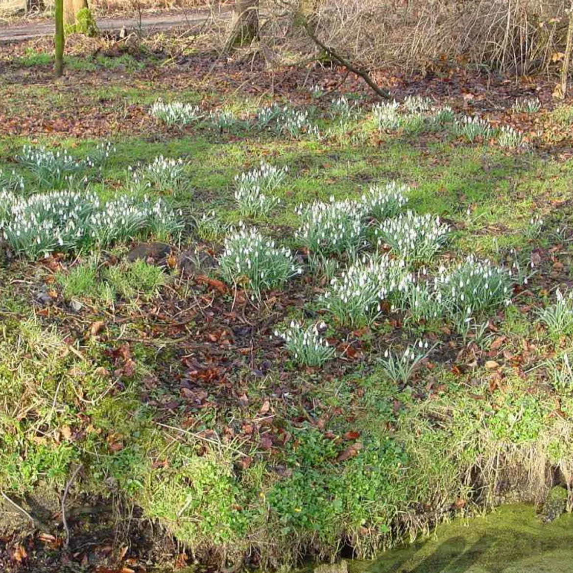 25 Perce-neige simples - Les premières fleurs de l'année