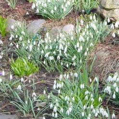 25 Perce-neige simples - Les premières fleurs de l'année