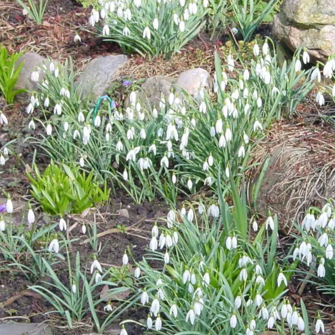 25 Perce-neige simples - Les premières fleurs de l'année