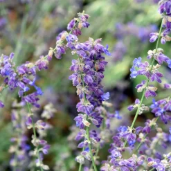 Perovskia Little Spire ® - Un nuage bleu tout l'été