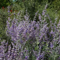 Perovskia Little Spire ® - Un nuage bleu tout l'été
