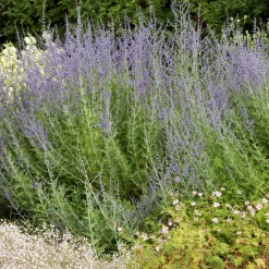 Perovskia Little Spire ® - Un nuage bleu tout l'été