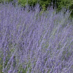 Perovskia Little Spire ® - Un nuage bleu tout l'été