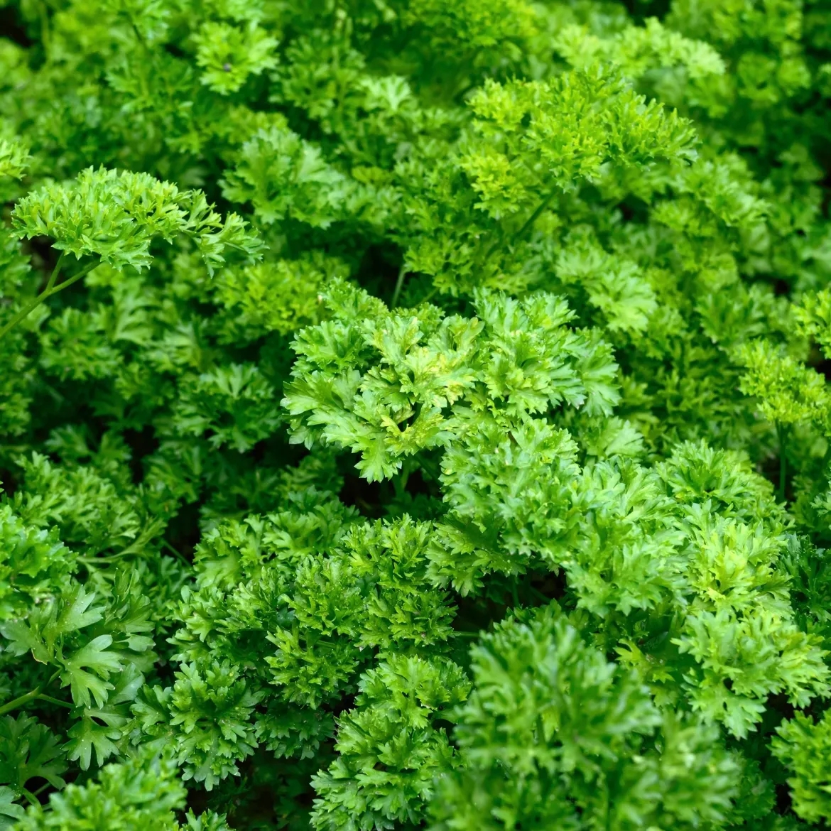Persil frisé Vert foncé Bio - Du persil frais toute l'année