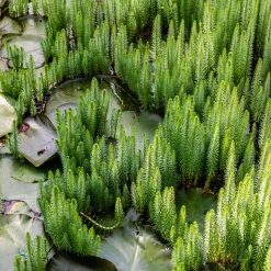 Pesse d'eau - Le look roseau miniature