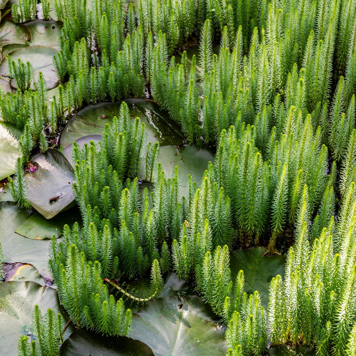 Pesse d'eau - Le look roseau miniature