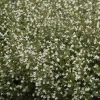 Petit calament White Cloud - Un nuage blanc plein d'abeilles