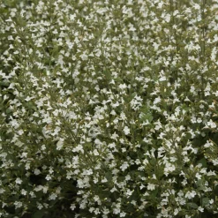 Petit calament White Cloud - Un nuage blanc plein d'abeilles