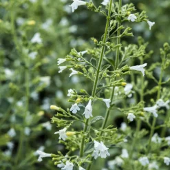 Petit calament White Cloud - Un nuage blanc plein d'abeilles
