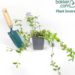 Petite pervenche Aureovariegata - Tapis vert doré sans effort