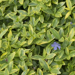 Petite pervenche Aureovariegata - Tapis vert doré sans effort