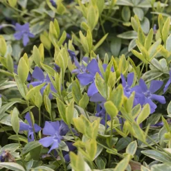 Petite pervenche Aureovariegata - Tapis vert doré sans effort