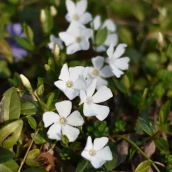 Petite pervenche blanche - Un tapis vert et blanc sans effort
