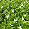 Petite pervenche Elisa - Un tapis fleuri sans effort