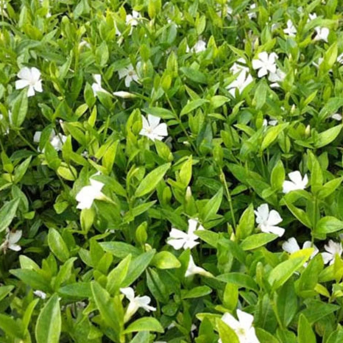 Petite pervenche Elisa - Un tapis fleuri sans effort