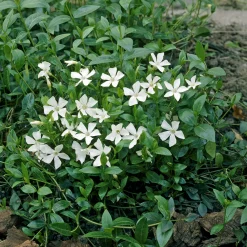 Petite pervenche Gertrude Jekyll - Un tapis blanc sans effort