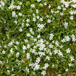 Petite pervenche Gertrude Jekyll - Un tapis blanc sans effort