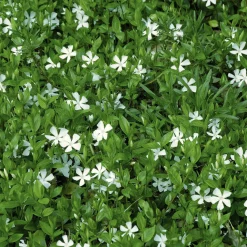 Petite pervenche Gertrude Jekyll - Un tapis blanc sans effort