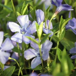 Petite pervenche La Grave - Un tapis fleuri sans effort