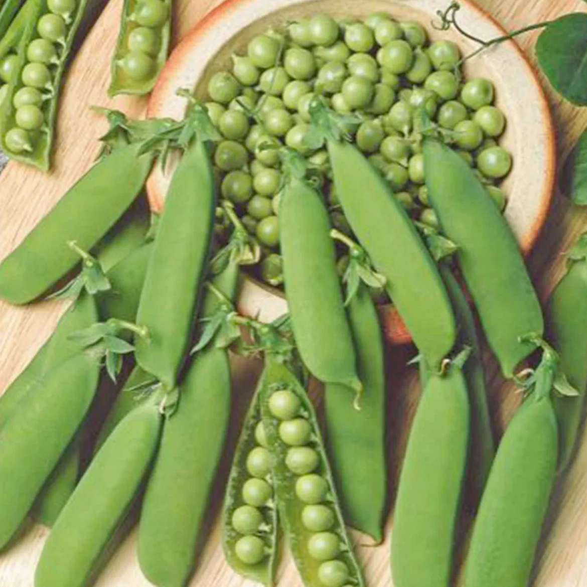 Petit pois 'Karina' BIO - Des pois sucrés en 3 mois