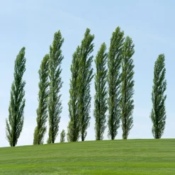 10 Peupliers noirs d'Italie - Un rideau vert en un été