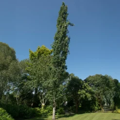 Peuplier tremble Erecta - Un écran vert ultra rapide